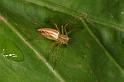 Oxyopes_elegans_D5391_Z_89_Giru_Australie