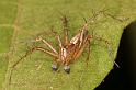 Oxyopes_elegans_D5470_Z_90_Giru_Australie