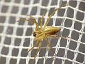 Oxyopes_elegans_D6628_Z_88_Brisbane_Australie