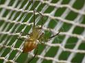Oxyopes_elegans_D6656_Z_89_Brisbane_Australie