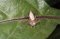 Oxyopes_elegans_F0664_Z_82_Giru_Australie