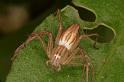 Oxyopes_elegans_RF0540_Z_82_Daintree-Giru_Australie