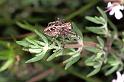 Oxyopes_heterophthalmus_F0977_Z_86_Guzargues_Frankrijk