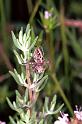 Oxyopes_heterophthalmus_F0978_Z_86_Guzargues_Frankrijk