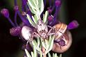 Oxyopes_heterophthalmus_F0979_Z_86_Guzargues_Frankrijk