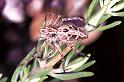 Oxyopes_heterophthalmus_F0980_Z_86_Guzargues_Frankrijk