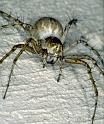 Oxyopes_heterophthalmus_P0385_Z_88_Soube_Frankrijk