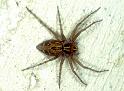 Oxyopes_heterophthalmus_P0386_Z_88_Soube_Frankrijk