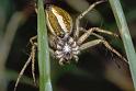 Oxyopes_heterophthalmus_P0389_Z_90_Soube_Frankrijk