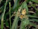 Oxyopes_heterophthalmus_P0390_Z_90_Soube_Frankrijk