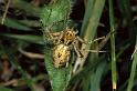 Oxyopes_heterophthalmus_P0391_Z_90_Soube_Frankrijk