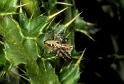 Oxyopes_heterophthalmus_P0393_Z_85_Soube_Frankrijk