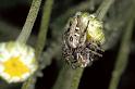 Oxyopes_heterophthalmus_P0394_Z_90_Soube_Frankrijk