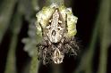 Oxyopes_heterophthalmus_P0395_Z_90_Soube_Frankrijk