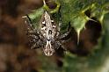Oxyopes_heterophthalmus_P0397_Z_90_Soube_Frankrijk