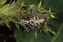 Oxyopes_heterophthalmus_P0398_Z_90_Soube_Frankrijk