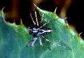 Oxyopes_heterophthalmus_P0399_Z_85_Soube_Frankrijk