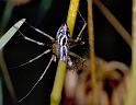 Oxyopes_heterophthalmus_P0402_Z_86_Soube_Frankrijk