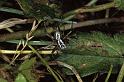Oxyopes_heterophthalmus_P0403_Z_90_Soube_Frankrijk