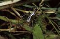Oxyopes_heterophthalmus_P0404_Z_90_Soube_Frankrijk
