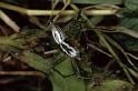 Oxyopes_heterophthalmus_P0405_Z_82_Soube_Frankrijk