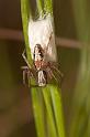 Oxyopes_kraepelinorum_D5911_Z_89_Tenerife_Spanje