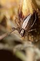 Oxyopes_kraepelinorum_D5912_Z_88_Tenerife_Spanje
