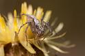 Oxyopes_kraepelinorum_D5913_Z_88_Tenerife_Spanje