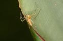 Oxyopes_quadrifasciatus_D5386_Z_91_Giru_Australie