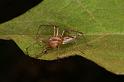 Oxyopes_quadrifasciatus_D5468_Z_90_Giru_Australie