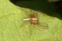 Oxyopes_quadrifasciatus_D5469_Z_89_Giru_Australie