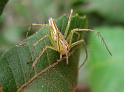 Oxyopes_quadrifasciatus_D6292_Z_88_Brisbane_Australie