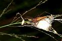 Oxyopes_quadrifasciatus_F0834_Z_86_Giru_Australie