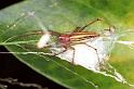 Oxyopes_quadrifasciatus_F0835_Z_78_Giru_Australie