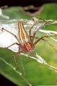 Oxyopes_quadrifasciatus_F0836_Z_86_Giru_Australie