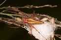 Oxyopes_quadrifasciatus_RF0531_Z_82_Daintree-Giru_Australie