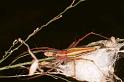 Oxyopes_quadrifasciatus_RF0532_Z_83_Daintree-Giru_Australie