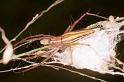 Oxyopes_quadrifasciatus_RF0533_Z_85_Daintree-Giru_Australie