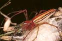 Oxyopes_quadrifasciatus_RF0534_Z_84_Daintree-Giru_Australie