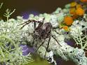 Oxyopes_rubicundus_D6260_D_89_Brisbane_Australie