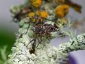 Oxyopes_rubicundus_D6261_Z_88_Brisbane_Australie