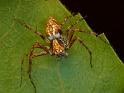 Oxyopes_rubicundus_D6482_Z_90_Brisbane_Australie