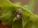 Oxyopes_variabilis_D6719_O_87_Brisbane_Australie