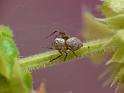 Oxyopes_variabilis_D6720_Z_88_Brisbane_Australie