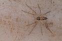 Oxyopes_variabilis_D8015_Z_88_Brisbane_Australie