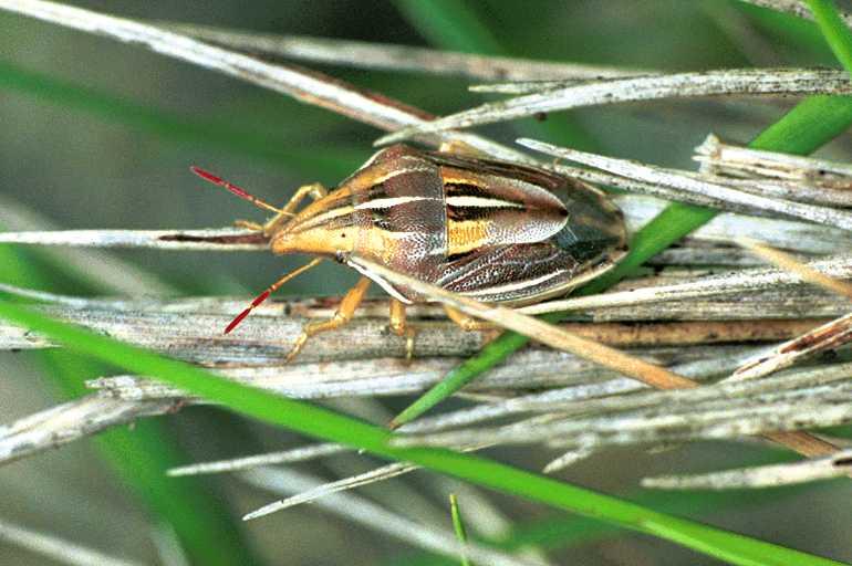 Aelia_cognatha_F0981_Z_86_Guzargues_Frankrijk.jpg