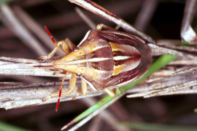 Aelia_cognatha_RF0770_Z_75_Viols-en-Laval_Frankrijk.jpg
