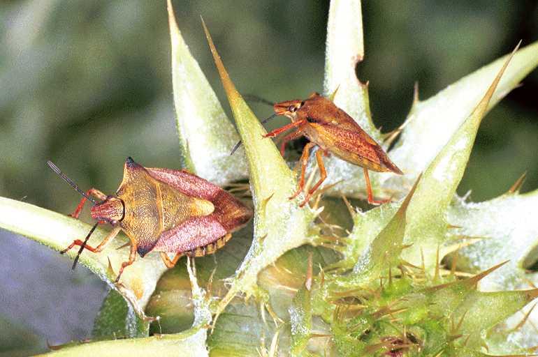 Carpocoris_purpereipennis_F0994_Z_85_Viols-en-Laval_Frankrijk.jpg