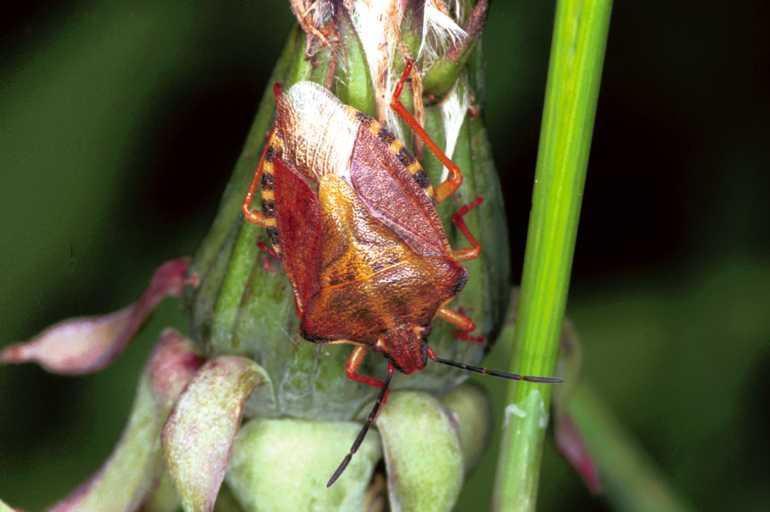 Carpocoris_purpereipennis_F1237_Z_82_Laprade_Frankrijk.jpg
