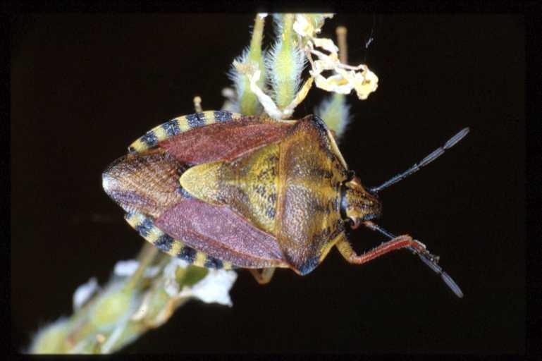 Carpocoris_purpereipennis_RP0414_Z_78_-_Frankrijk.jpg
